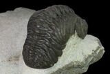 Austerops Trilobite - Nice Eye Facets #137539-4